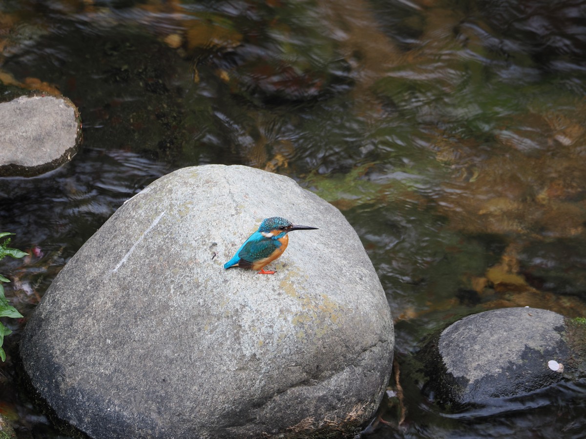 Common Kingfisher - ML617468869