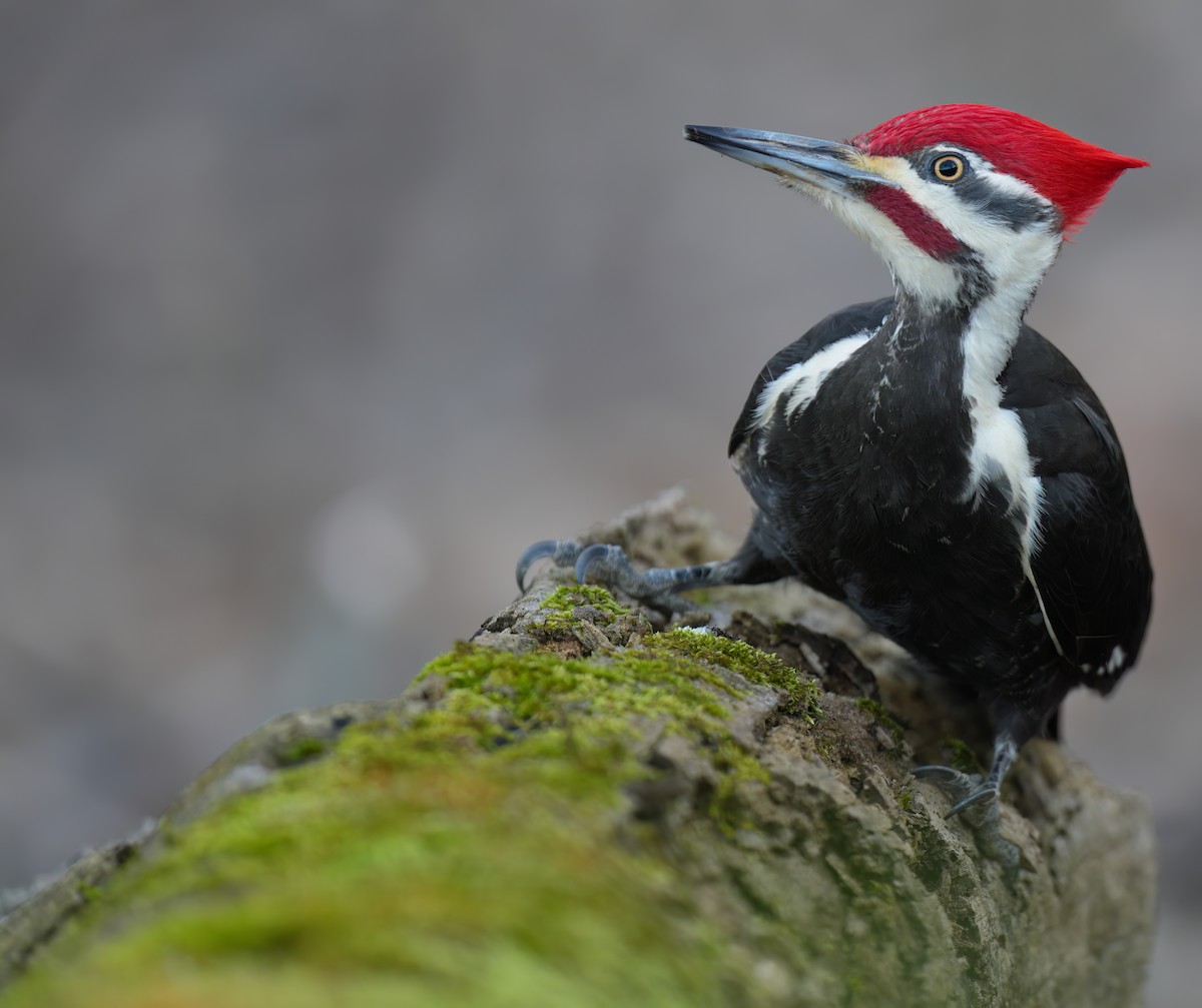 Pileated Woodpecker - ML617468878