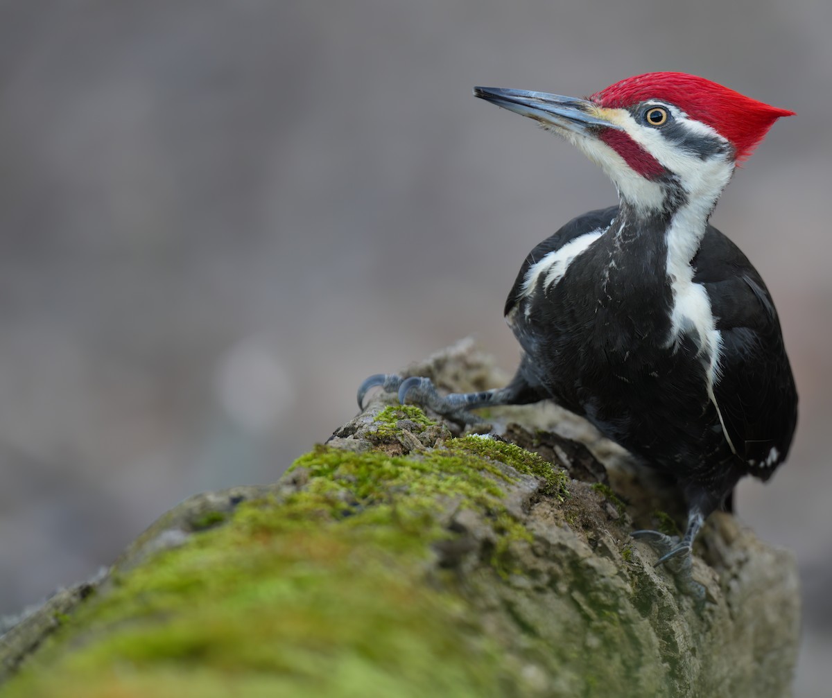 Pileated Woodpecker - Zachary Vaughan