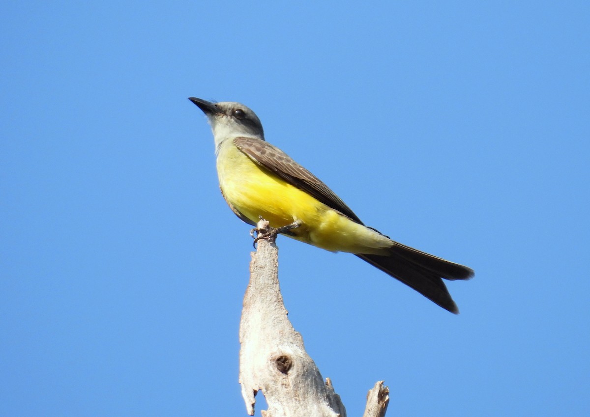 Tropical Kingbird - ML617468887