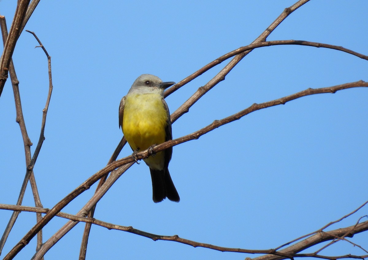 Tropical Kingbird - ML617468888