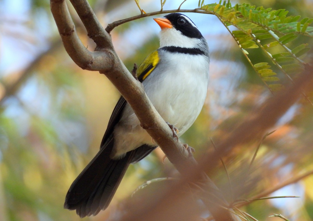 Saffron-billed Sparrow - Julio Cesar Filipino