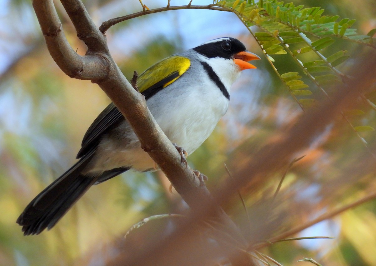 Saffron-billed Sparrow - ML617468899