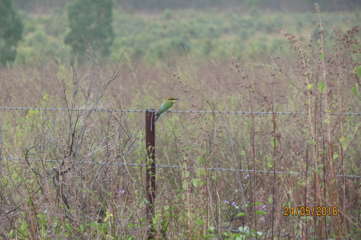 Rainbow Bee-eater - ML617468905