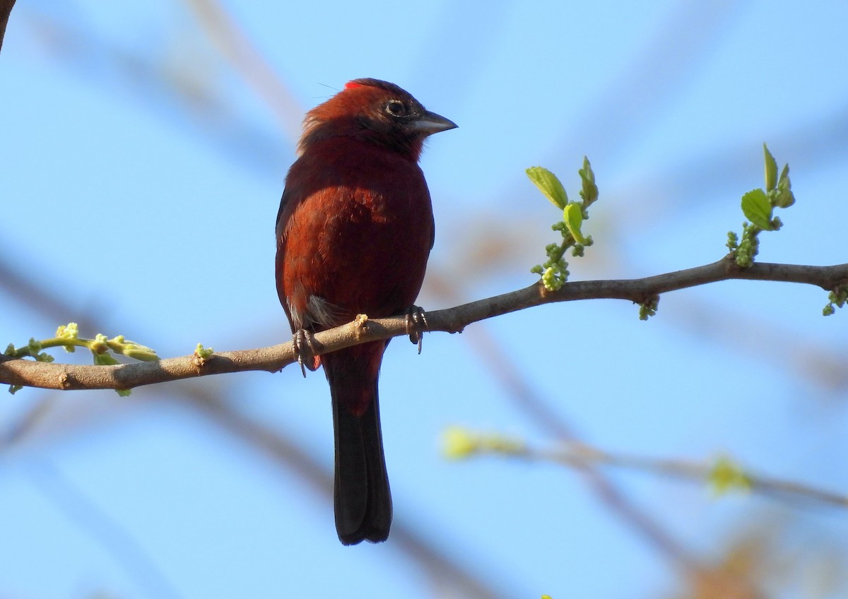 Red-crested Finch - ML617468911