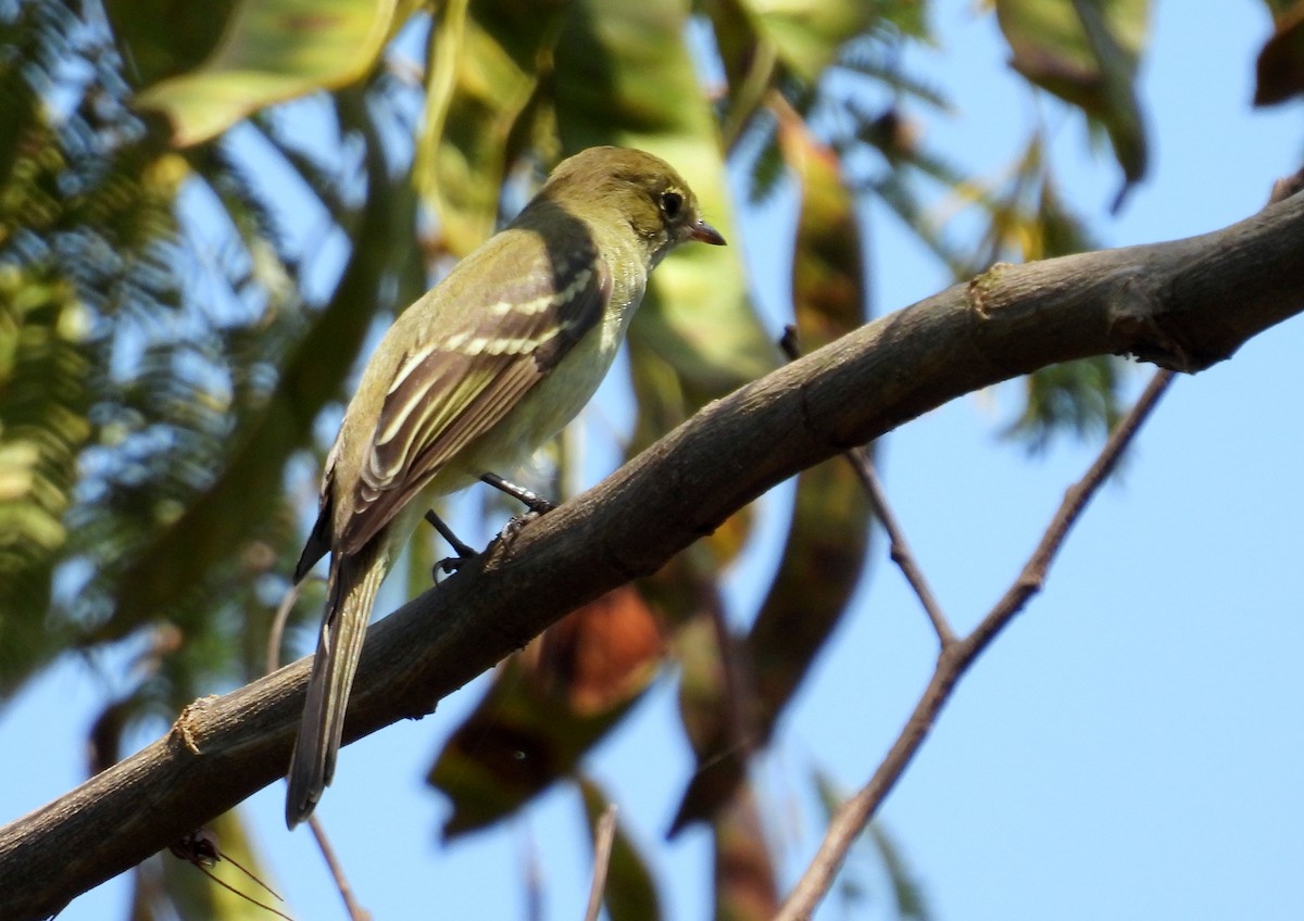 Small-billed Elaenia - ML617468922