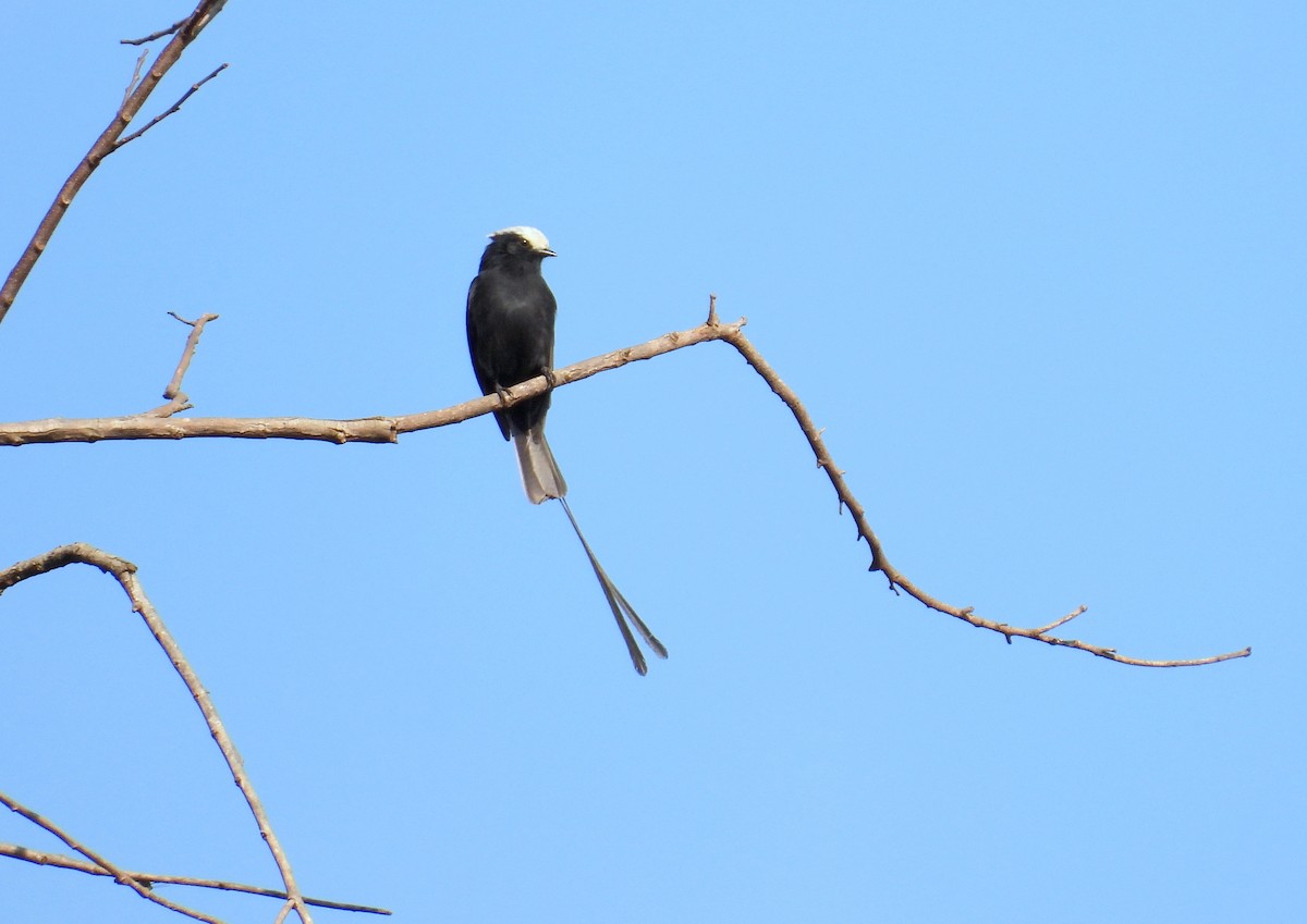 Long-tailed Tyrant - ML617468935