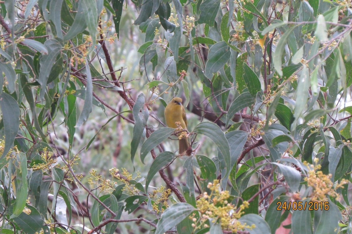 Yellow Honeyeater - Hitomi Ward