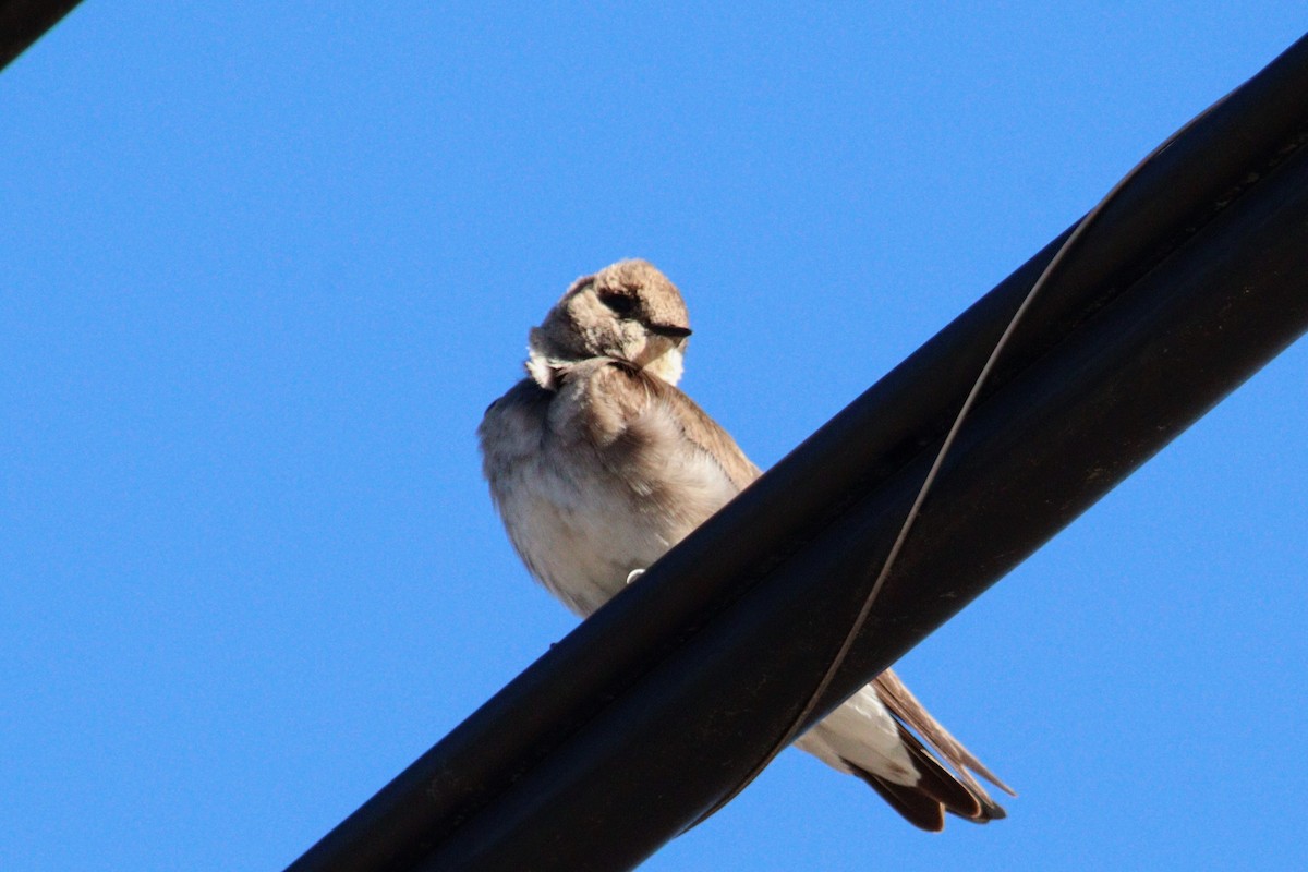 Northern Rough-winged Swallow (Northern) - ML617468960