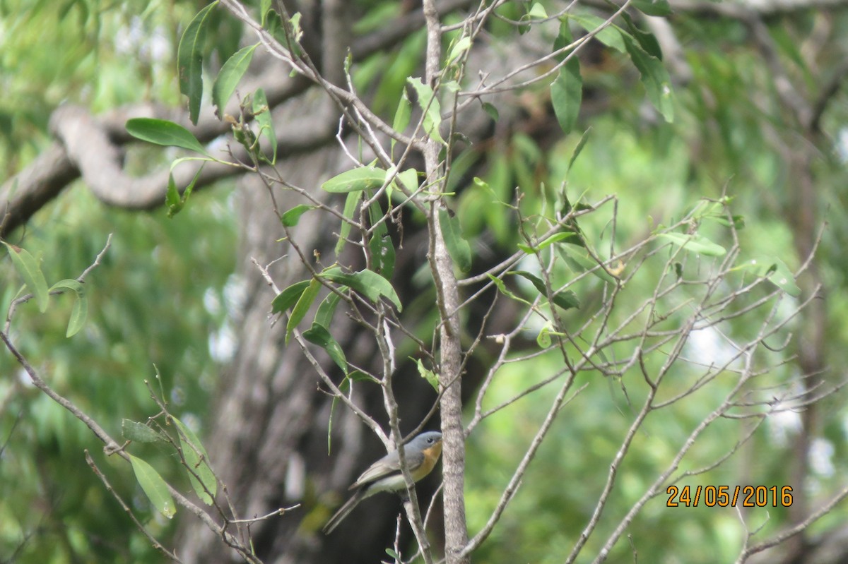 Leaden Flycatcher - ML617469025