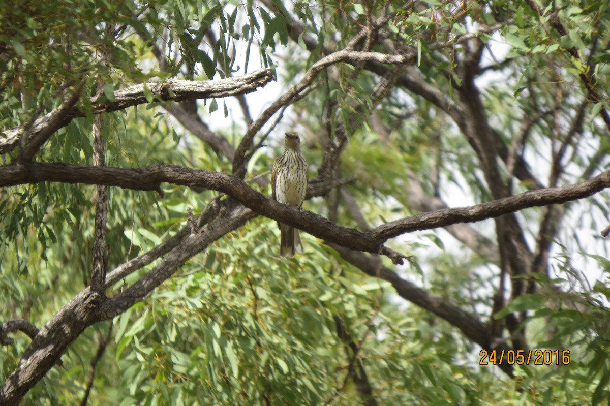 Olive-backed Oriole - ML617469031