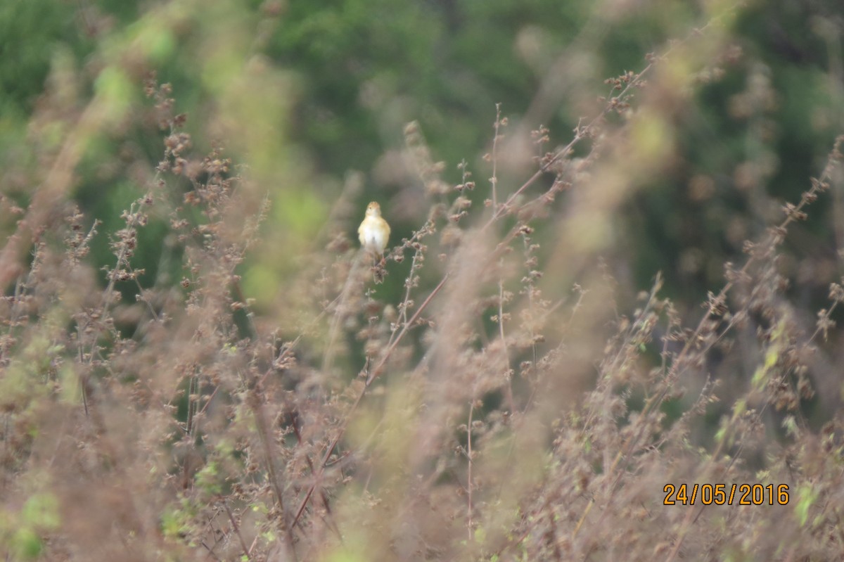 Golden-headed Cisticola - ML617469065