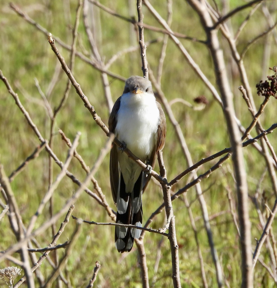 Yellow-billed Cuckoo - ML617469069