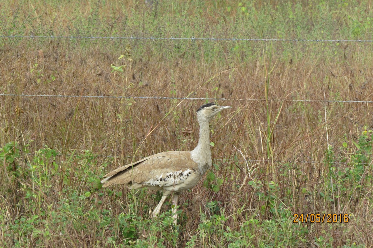 Australian Bustard - ML617469081