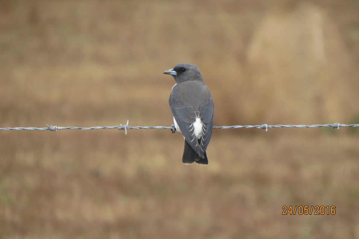 White-breasted Woodswallow - ML617469106