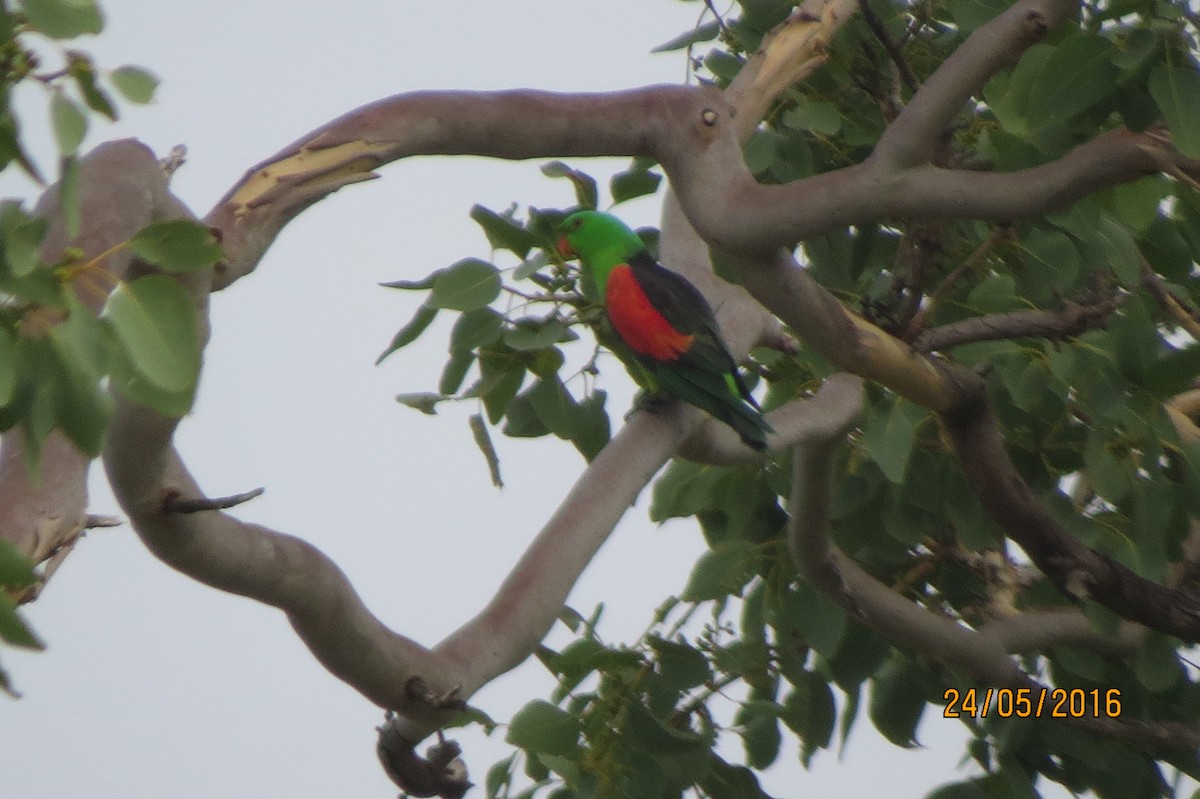 Папужець-червонокрил австралійський - ML617469157