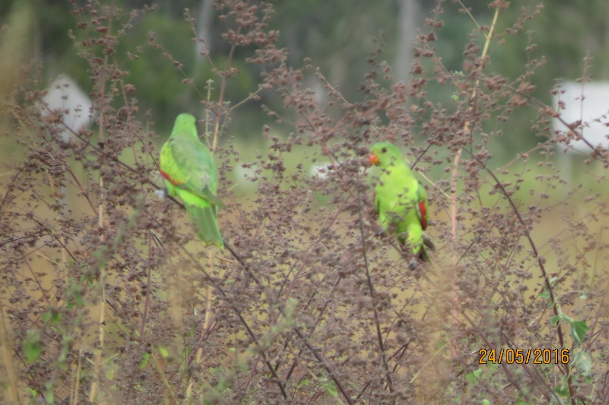 Red-winged Parrot - ML617469167