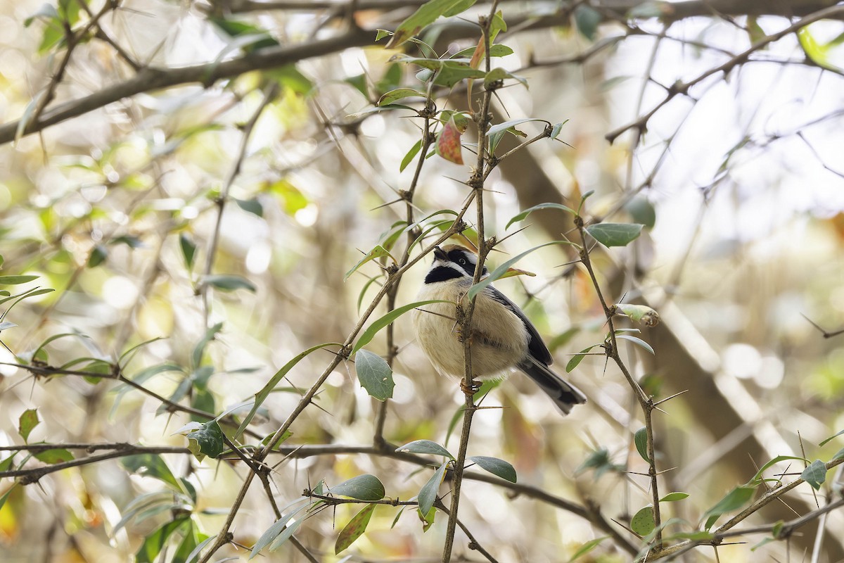 Black-throated Tit - ML617469174