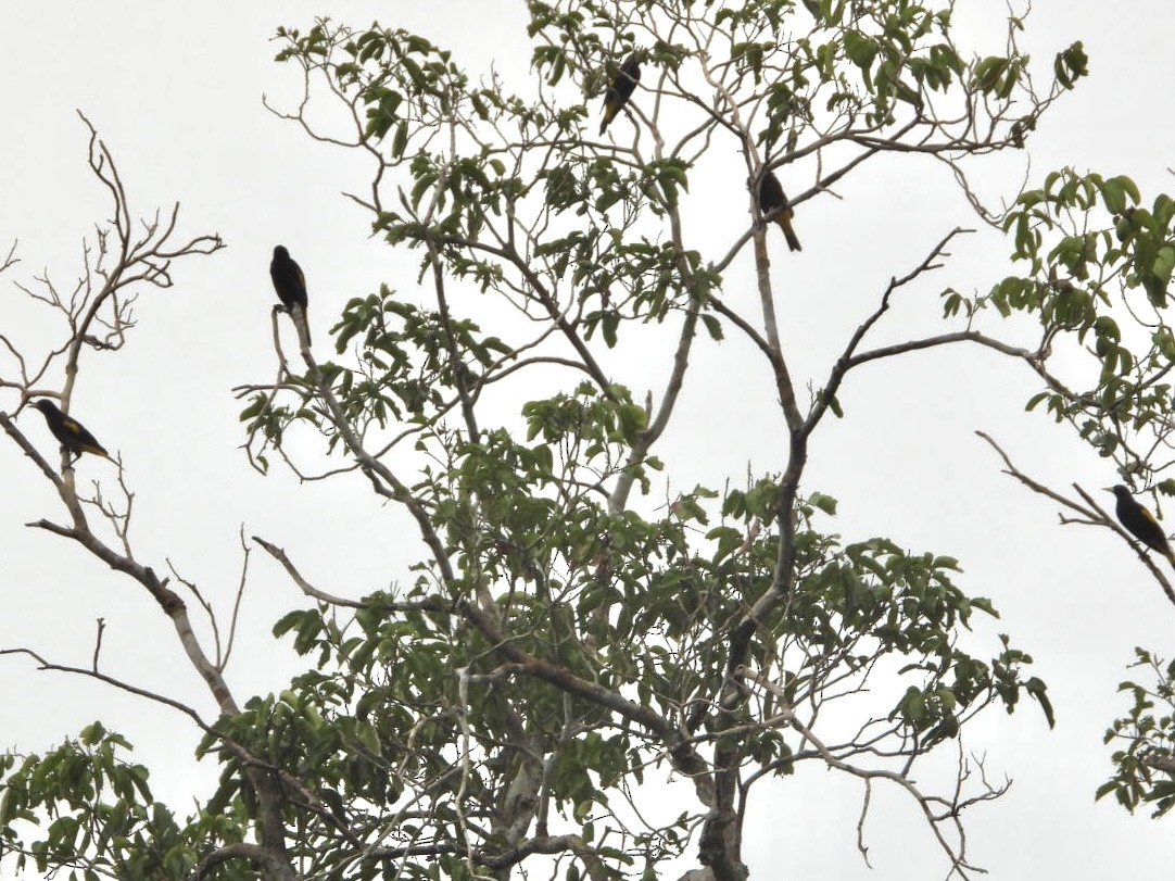 Yellow-rumped Cacique (Amazonian) - ML617469176