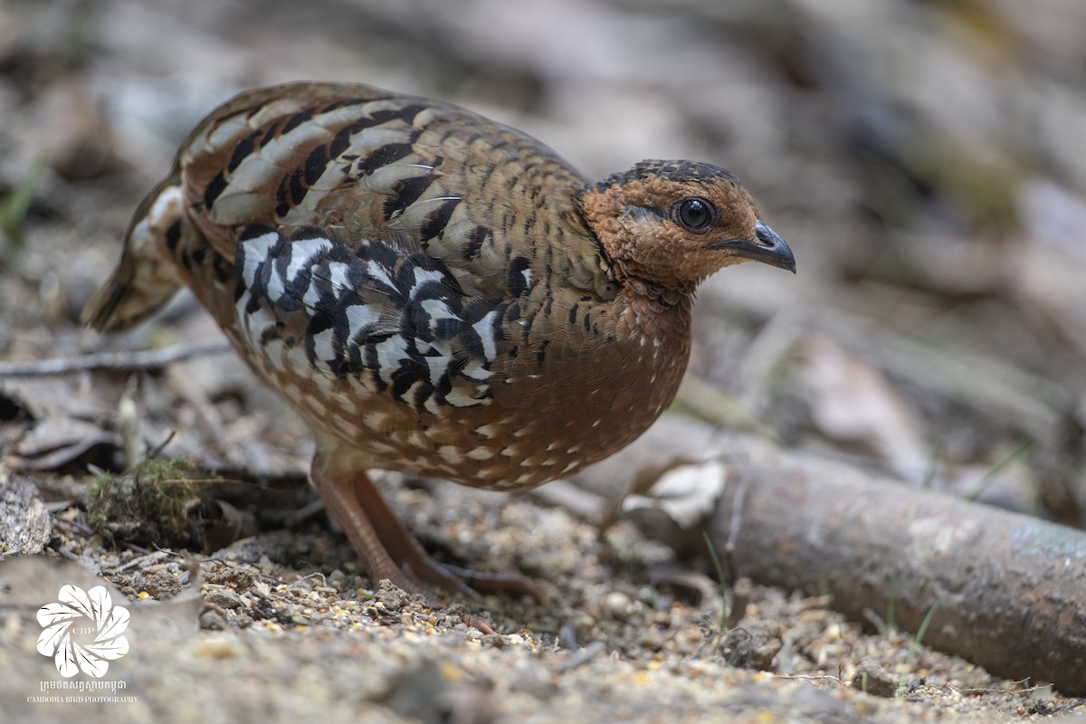 Chestnut-headed Partridge - ML617469177