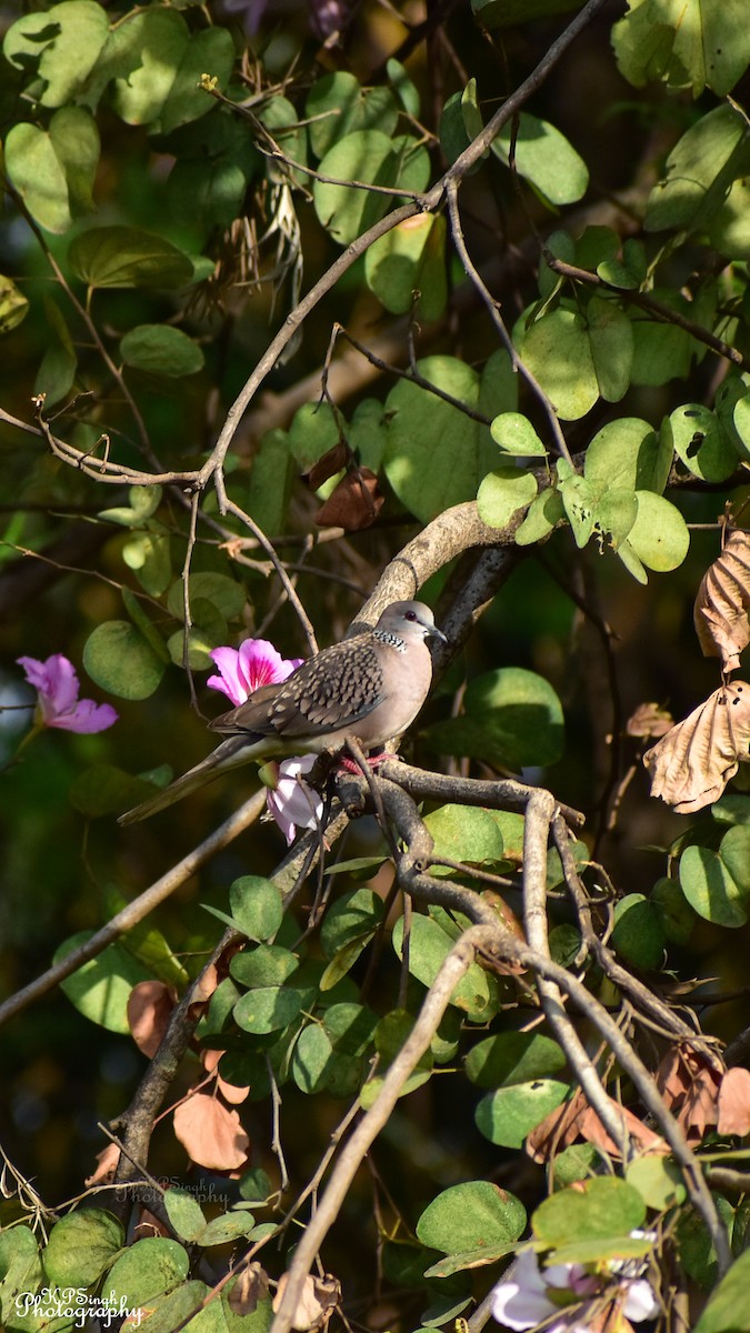 Spotted Dove - ML617469236
