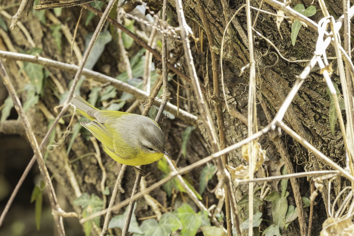 Gray-hooded Warbler - Ismail Shariff