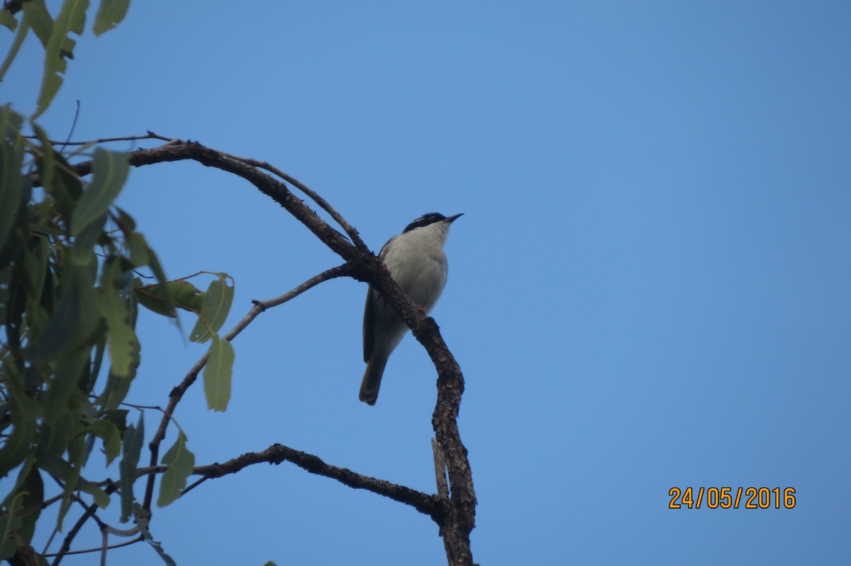 White-throated Honeyeater - ML617469267