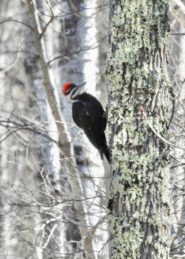 Pileated Woodpecker - Donna Reis