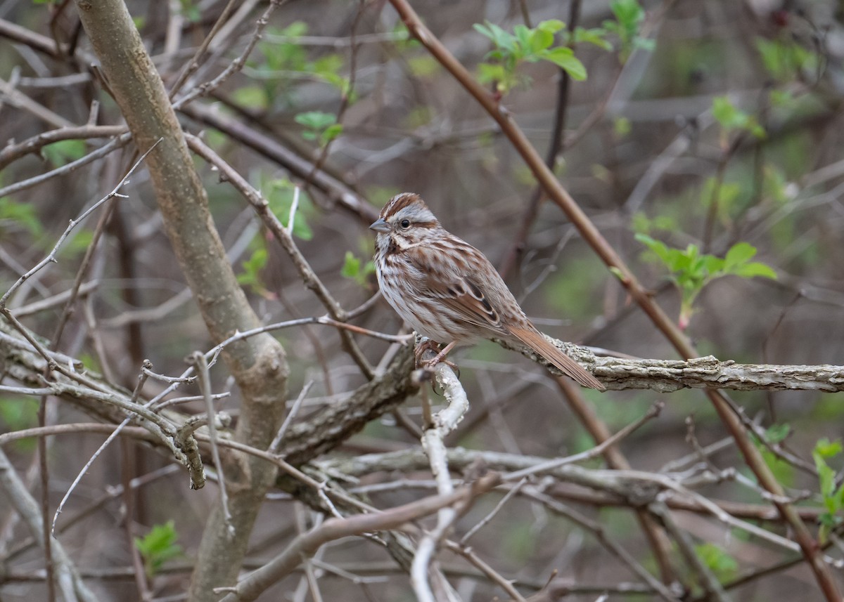 Song Sparrow - Sheila and Ed Bremer