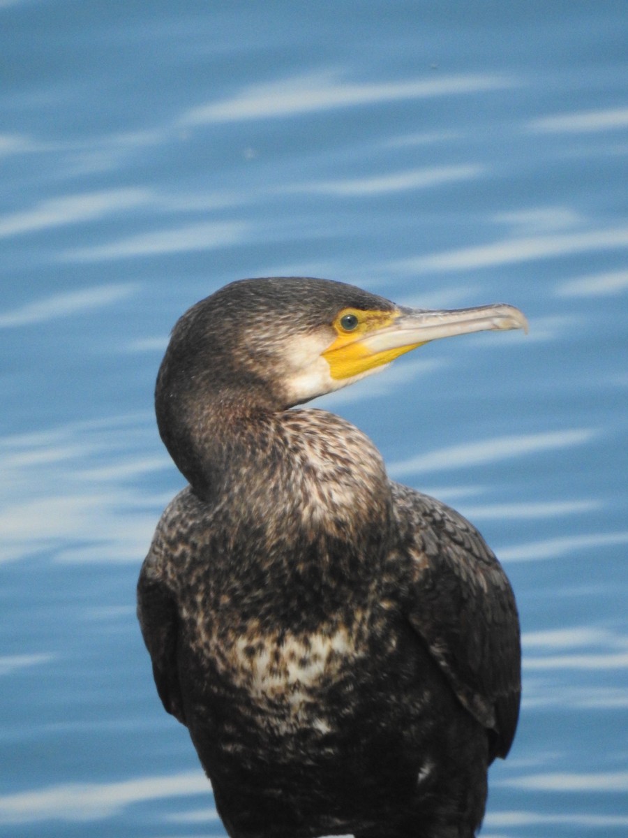 Great Cormorant - Ander Quintela
