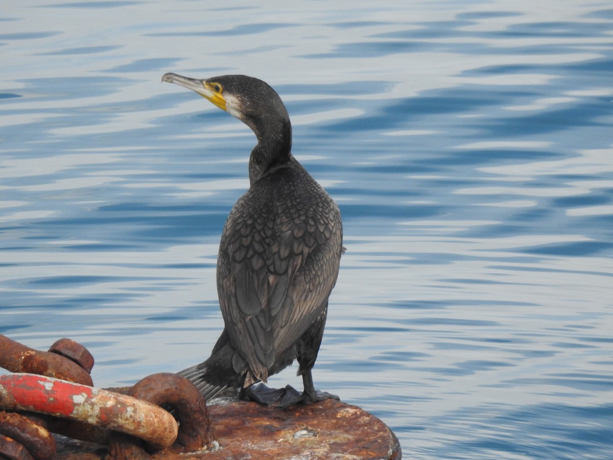 Great Cormorant - Ander Quintela