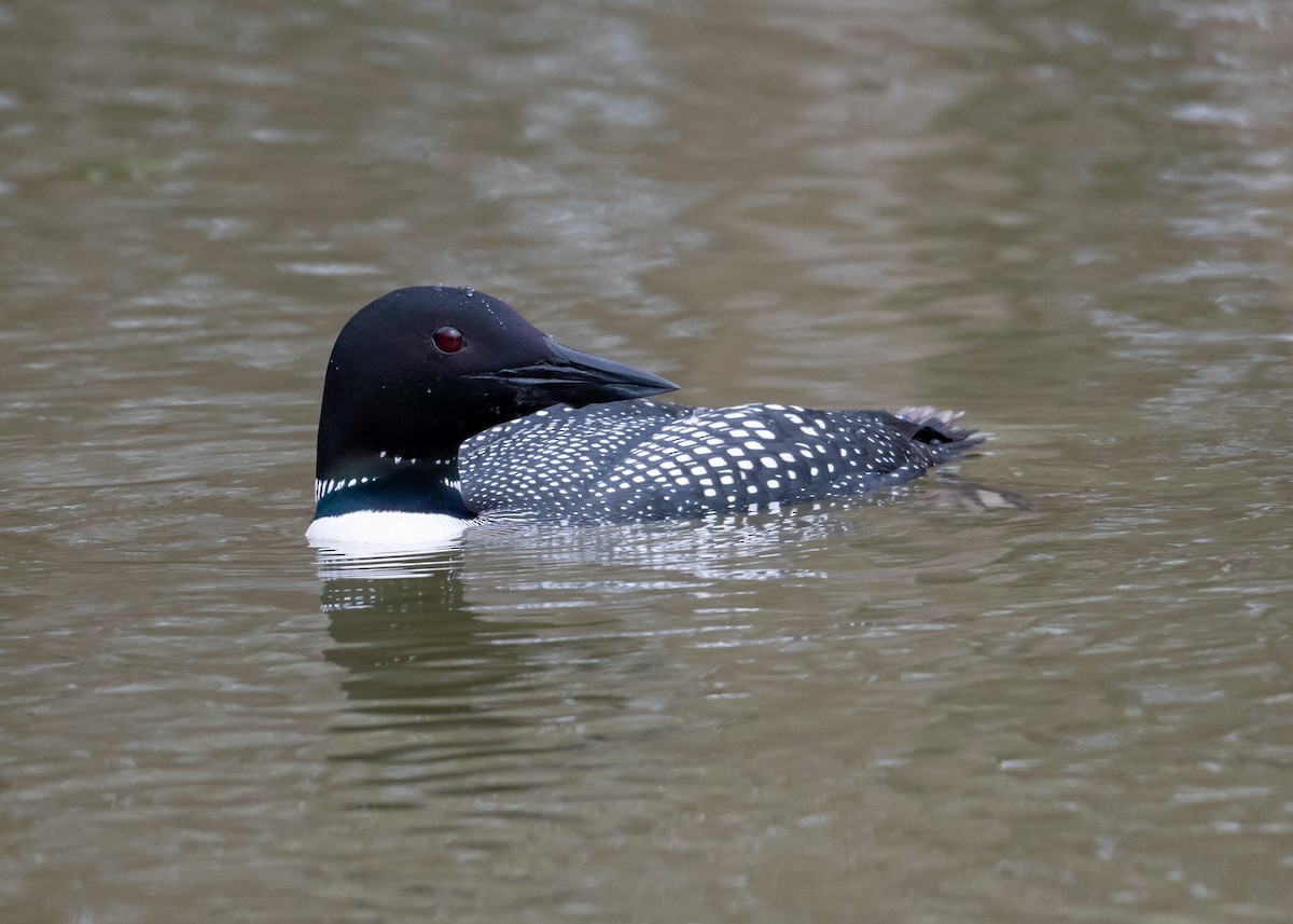 Plongeon huard - ML617469377