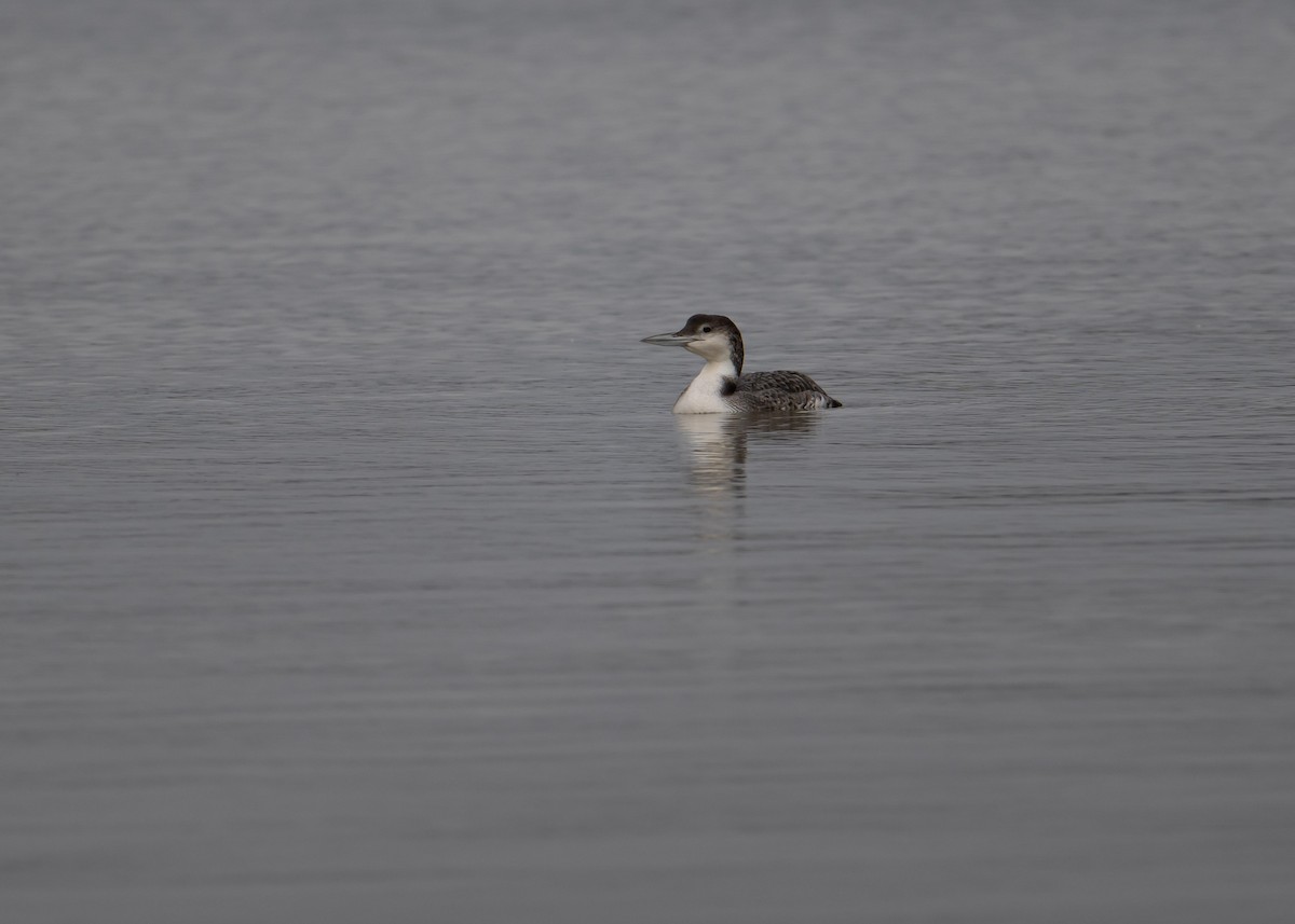 Common Loon - Sheila and Ed Bremer