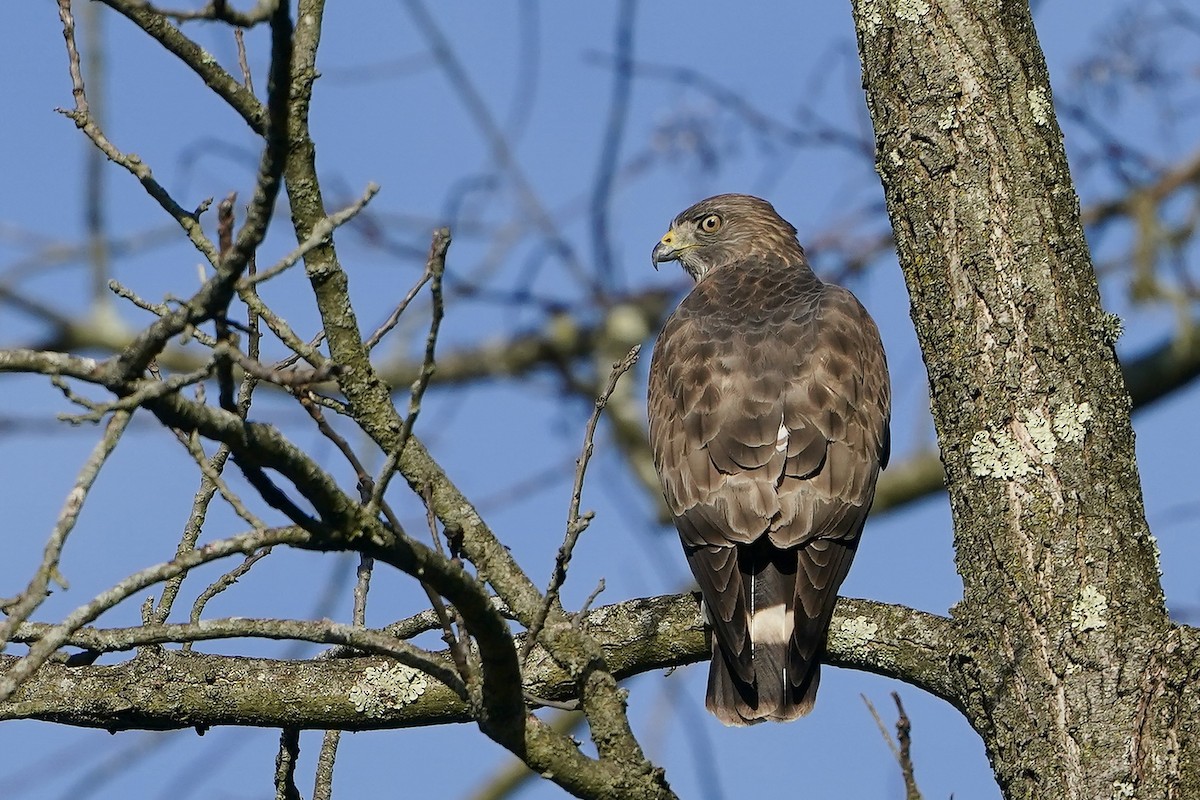 Broad-winged Hawk - Lee Funderburg