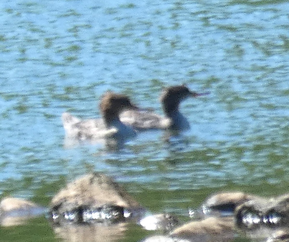 Red-breasted Merganser - ML617469424