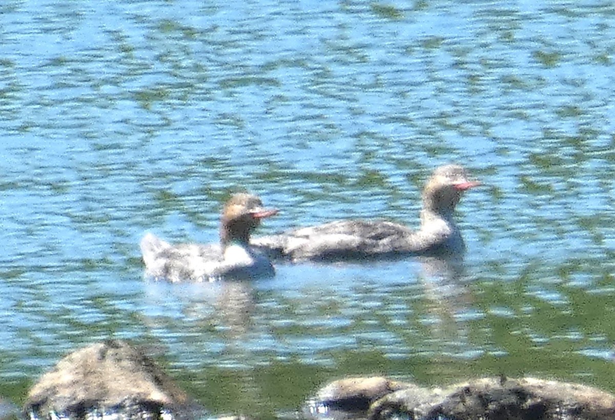 Red-breasted Merganser - ML617469425