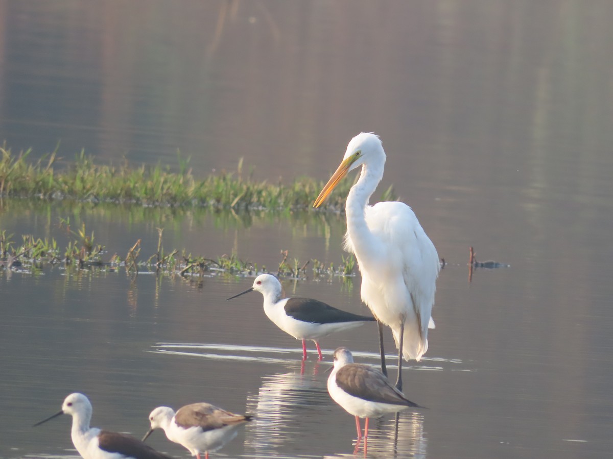 Great Egret - Shilpa Gadgil