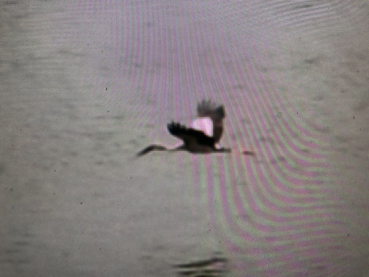 Asian Openbill - ML617469448
