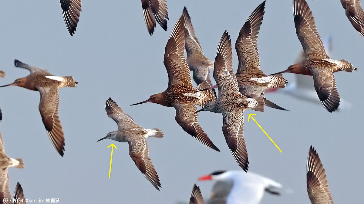 Great Knot - ML617469459