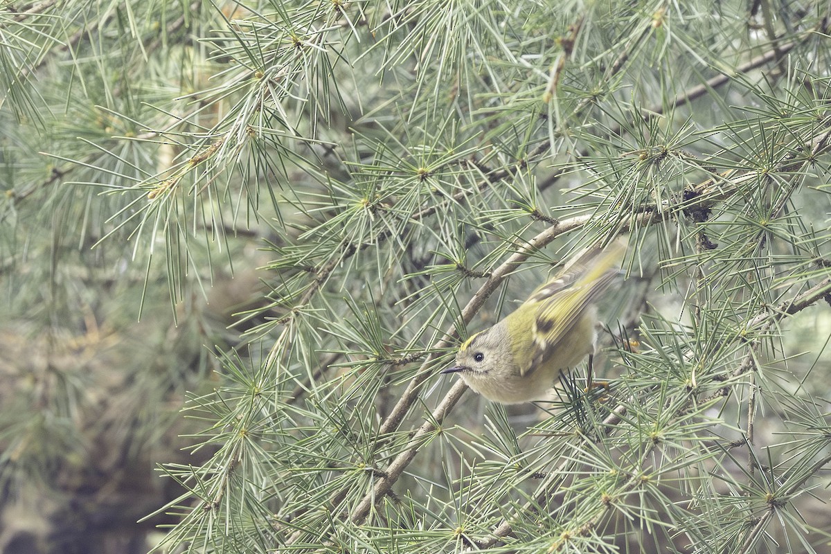 Goldcrest - ML617469461