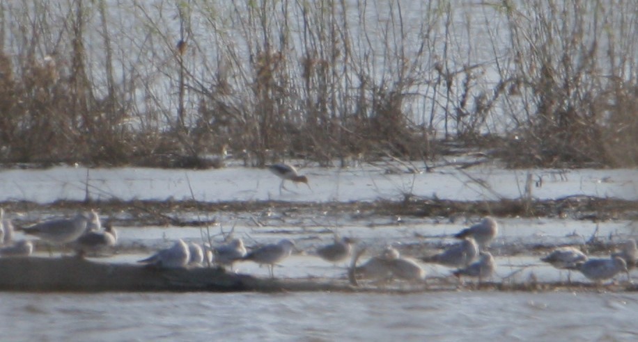 American Avocet - RJ Thompson