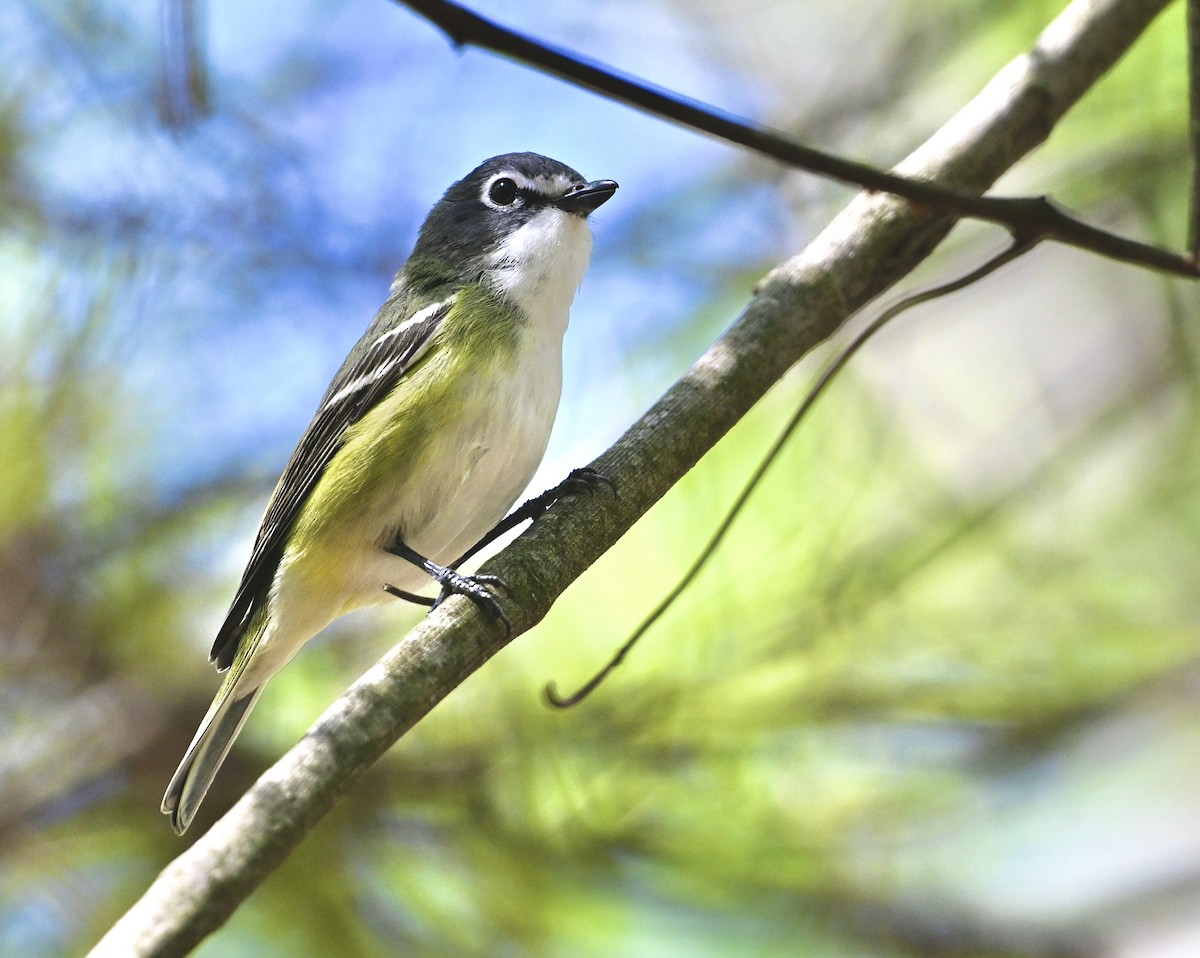 Mavi Başlı Vireo - ML617469472