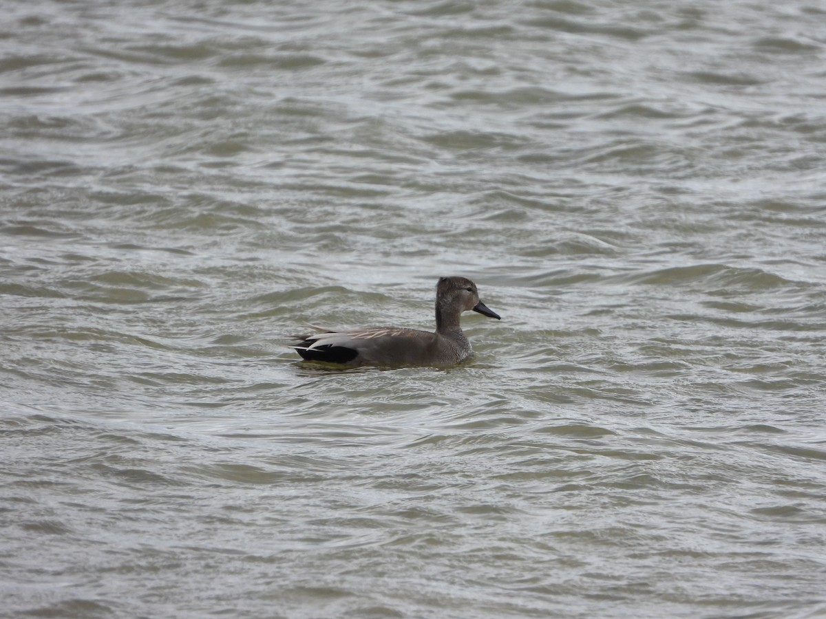 Gadwall - ML617469493