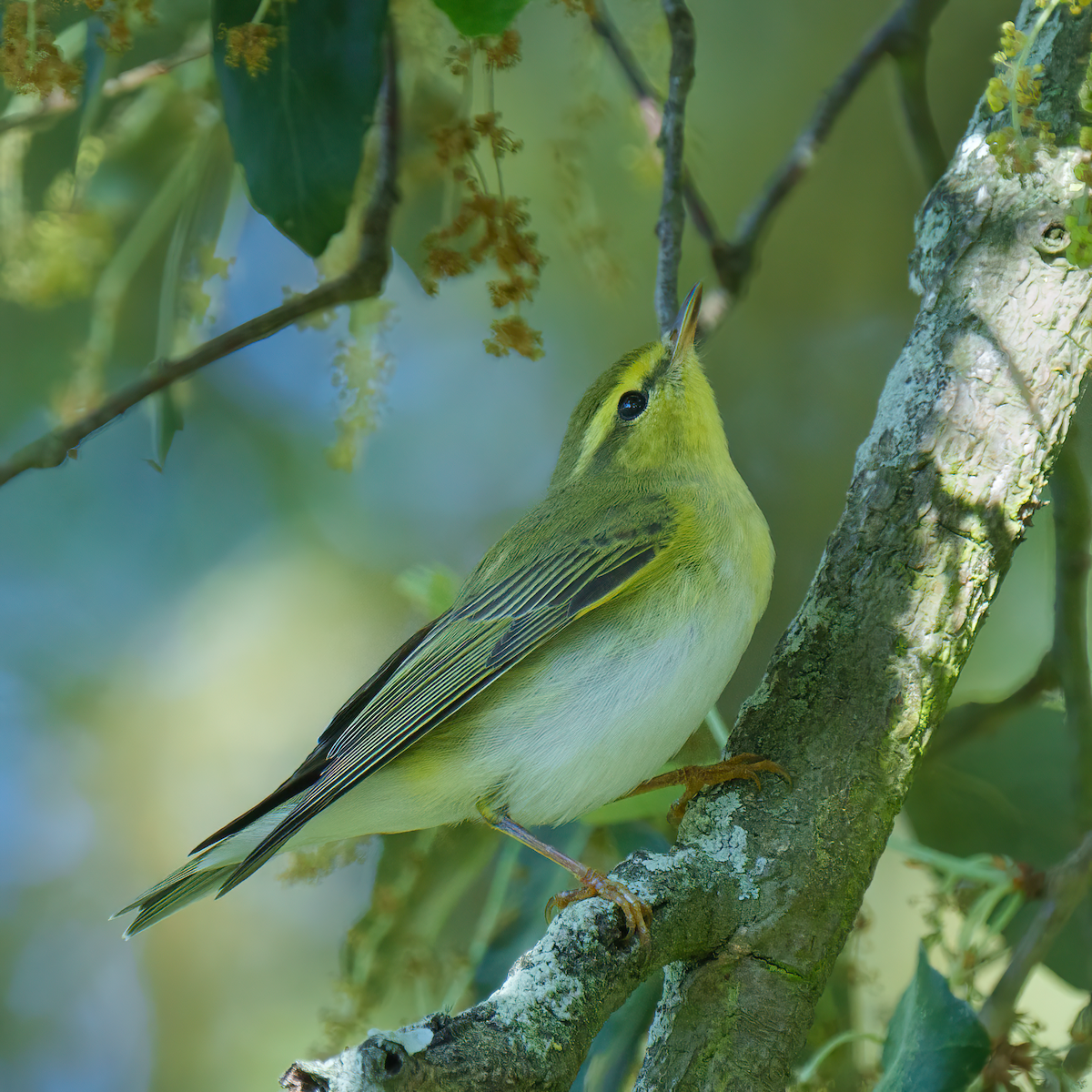 Wood Warbler - Rui Pereira | Portugal Birding