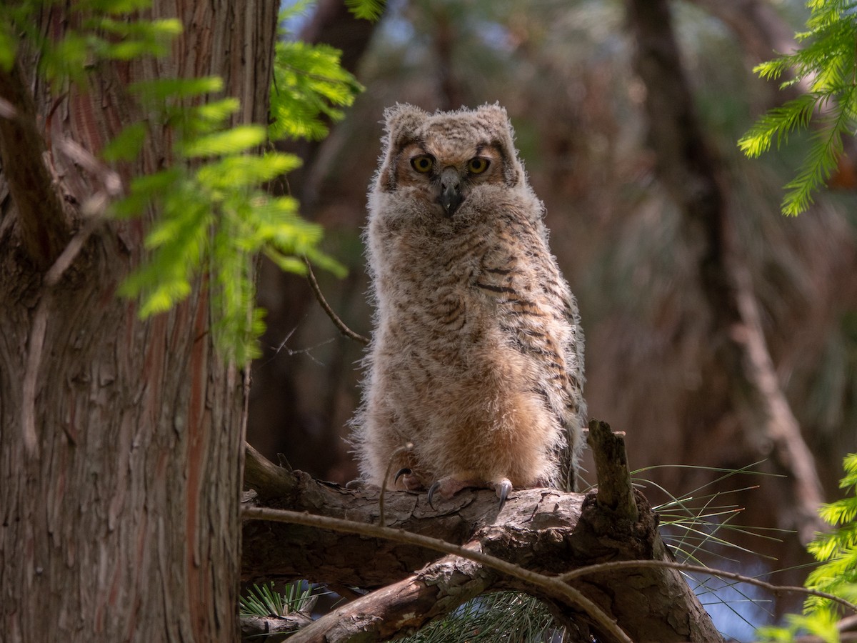 Great Horned Owl - wendy wright