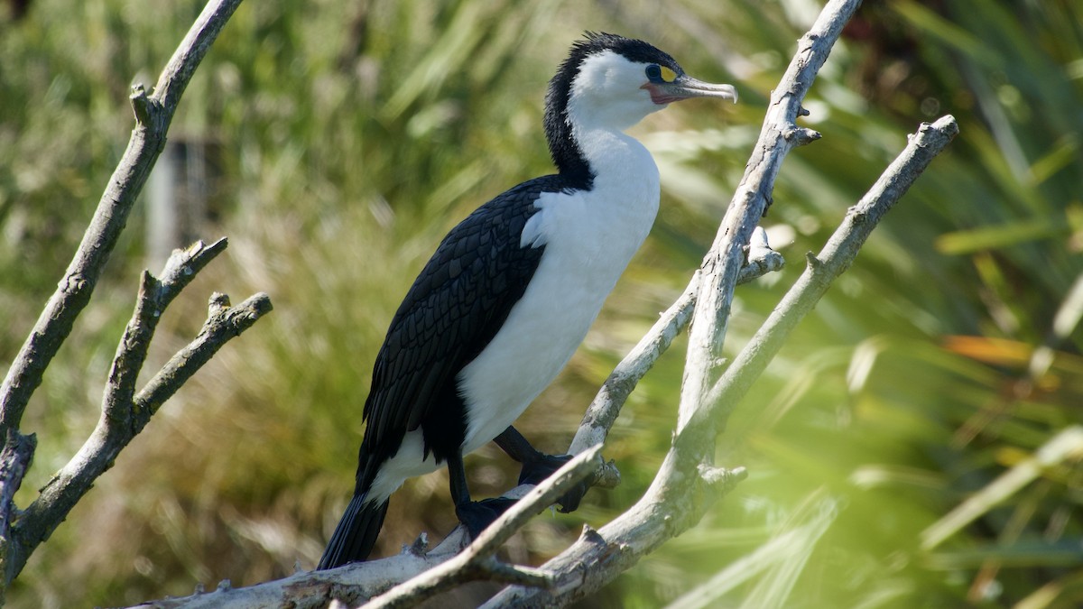 Pied Cormorant - ML617469535