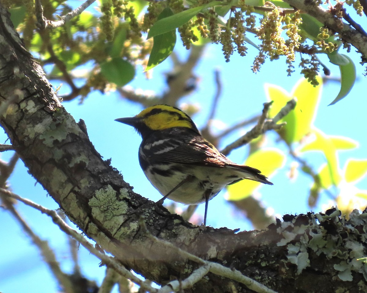 Golden-cheeked Warbler - Julie Mobley