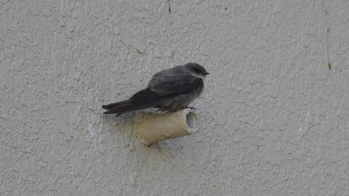 Rock Martin (Pale Crag-Martin) - ML617469580