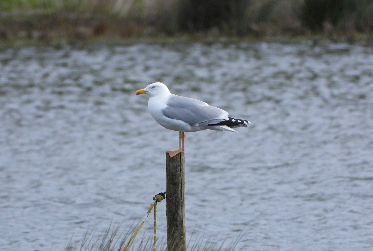 European Herring Gull - ML617469581