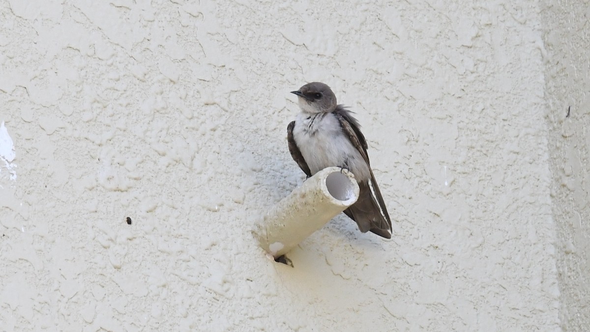 Rock Martin (Pale Crag-Martin) - ML617469583